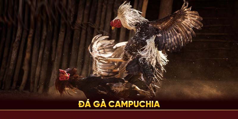 Đá gà Campuchia với hai hình thức được yêu thích nhất