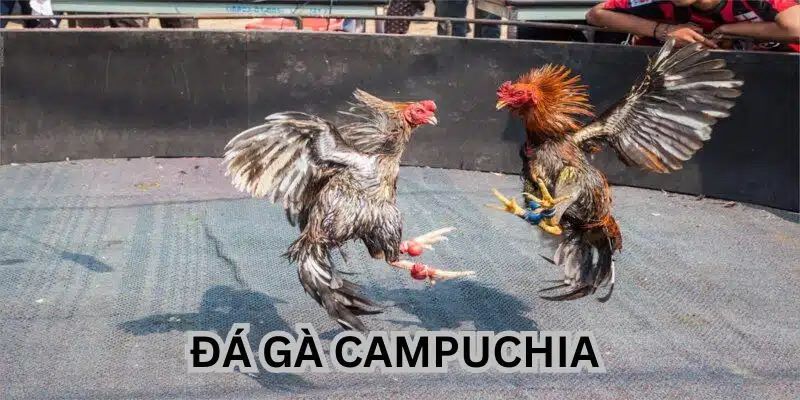 Đá gà Campuchia - trò chơi rất được yêu thích